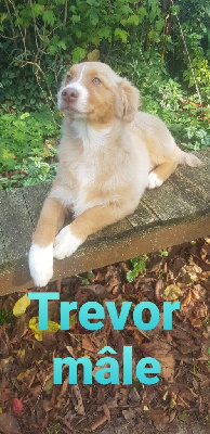 TREVOR