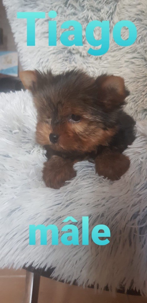 du domaine des rainettes - Chiots disponibles - Yorkshire Terrier